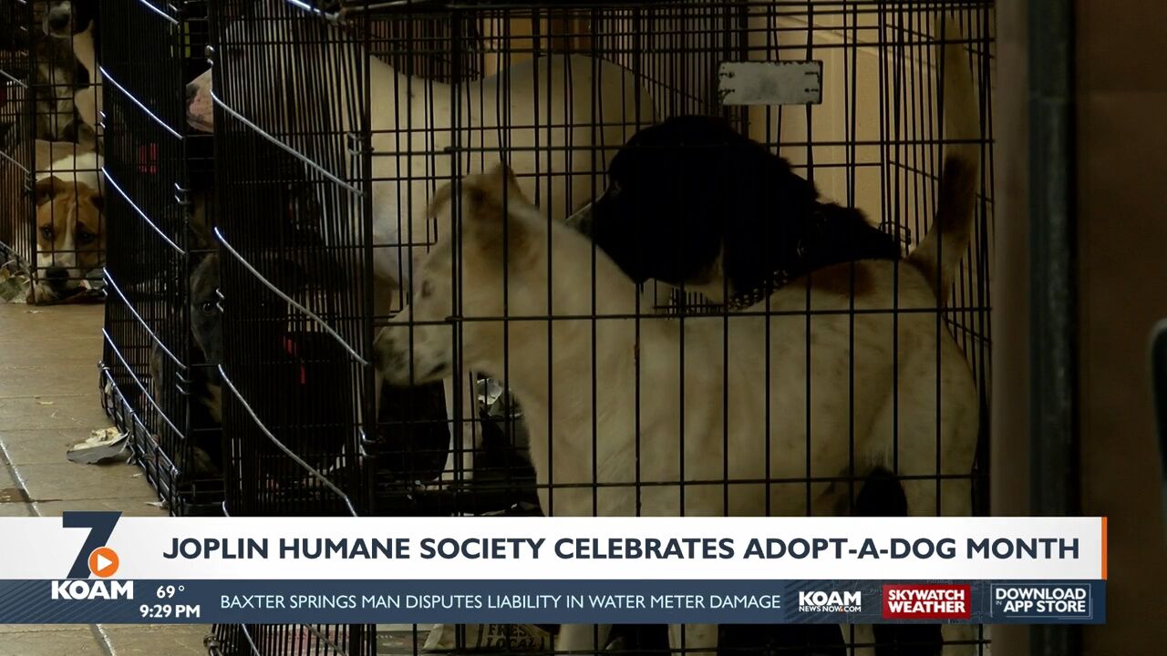 Joplin Humane Society lowers adoption fees for Adopt A Dog Month