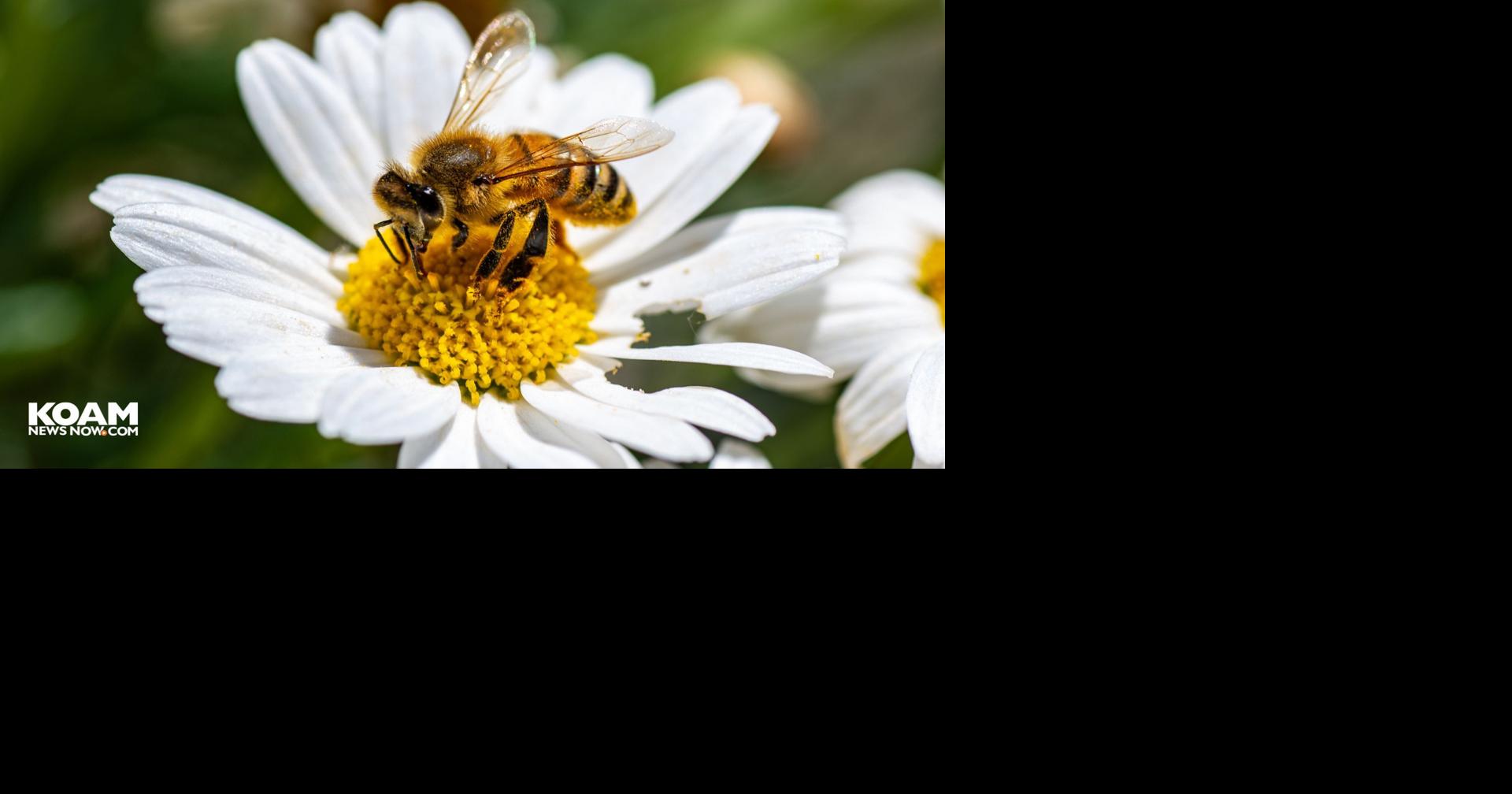 Kansas wildlife agency seeks volunteers to survey bumble bees