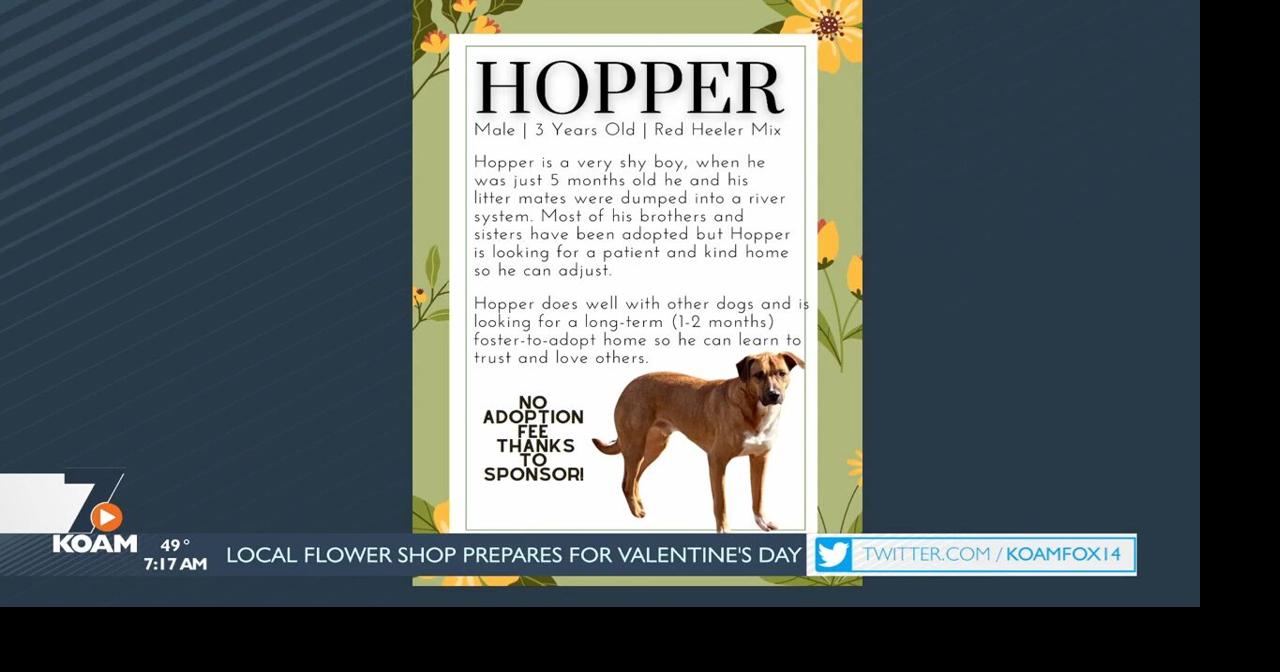 Pet Spotlight Hopper, Eden, and Asher Pets