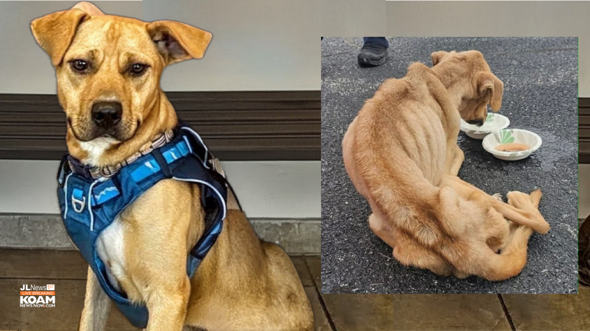 Couple charged animal abuse after dumping dog in Webb City; “Snoop ...