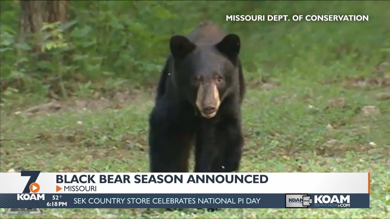 American Black Bear  Missouri Department of Conservation