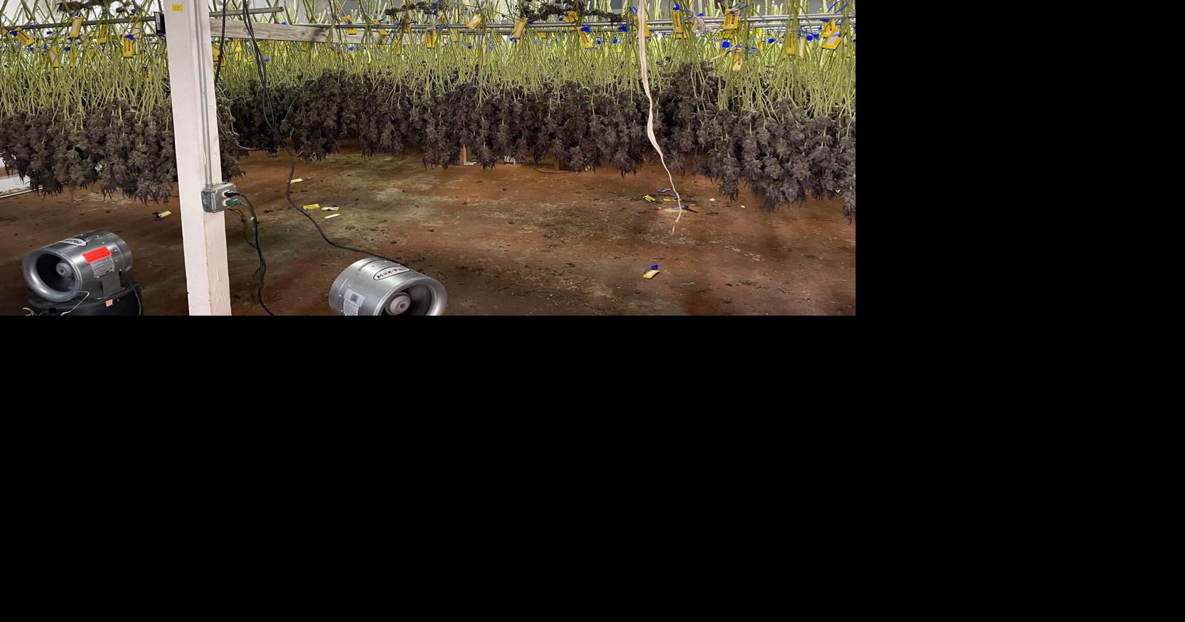 Growing operations raided in Ottawa County, 700-pounds of marijuana seized