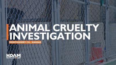 Nine dogs, two horses rescued in animal cruelty investigation | Top ...