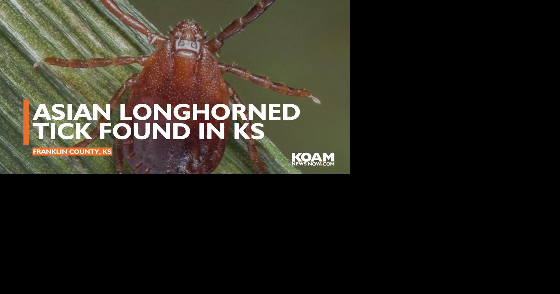 Asian Longhorned Tick found in Kansas for the first time | News ...