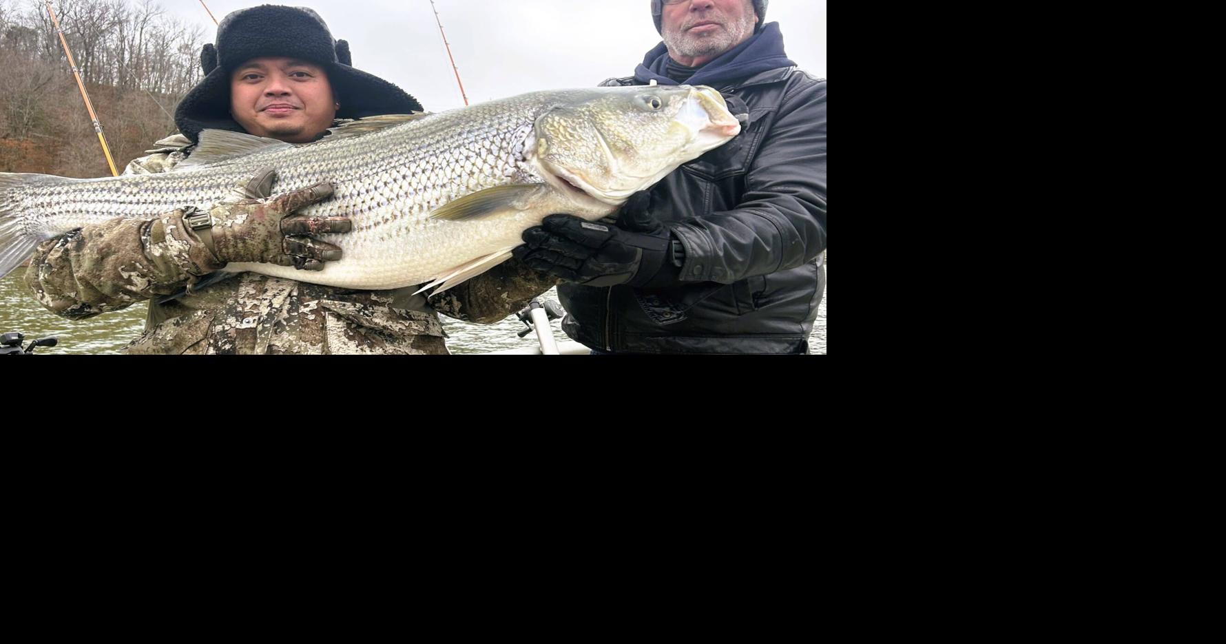 Massive striper caught at Hickory Creek on Beaver Lake; Sign up for  Arkansas Wildlife Fishing Report, Joplin News First