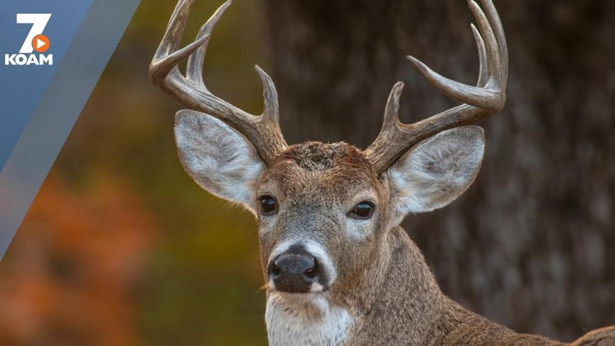 Managed hunt applications available July 1st for Missouri hunters