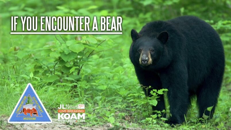 Be Bear Aware  Missouri Department of Conservation