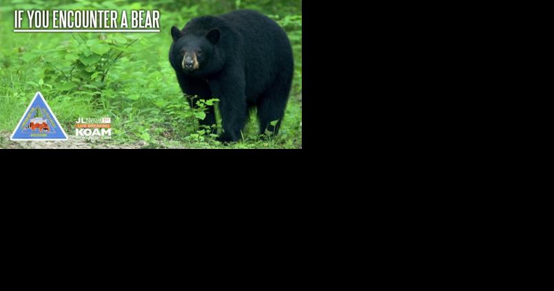 Be Bear Aware in Missouri; Bear caught on security camera south of Joplin - Vimarsana News
