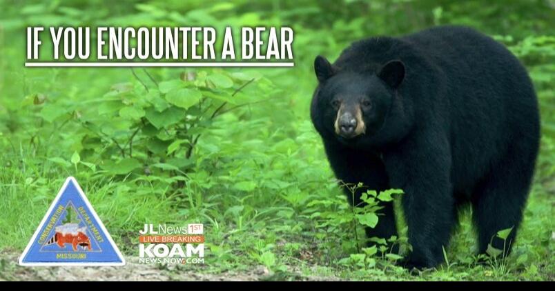 Be Bear Aware in Missouri; Bear caught on security camera south of Joplin