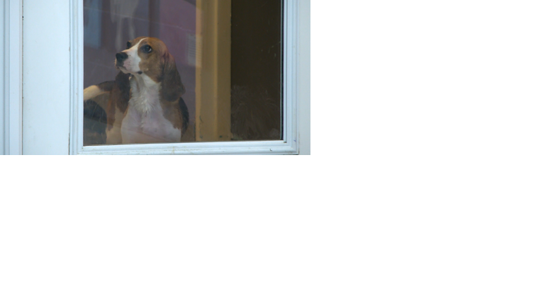 Advocates rally for amendment to Kansas Pet Animal Act - Vimarsana News