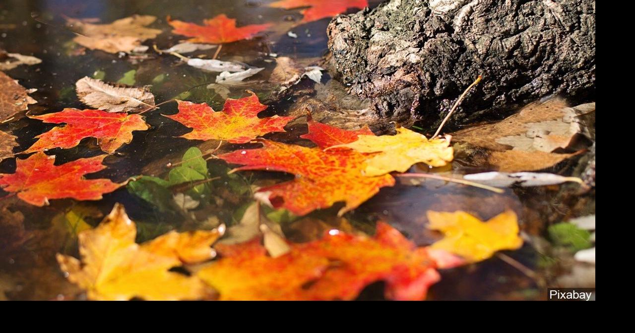 2020: When to see peak fall foliage colors in the 4-states | Lifestyle ...