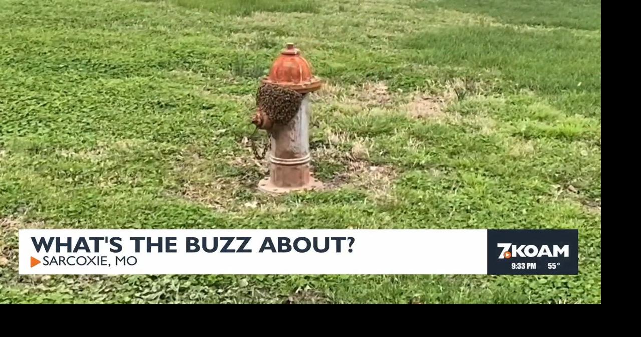 Beekeeper removes bee swarm from Sarcoxie fire hydrant Video