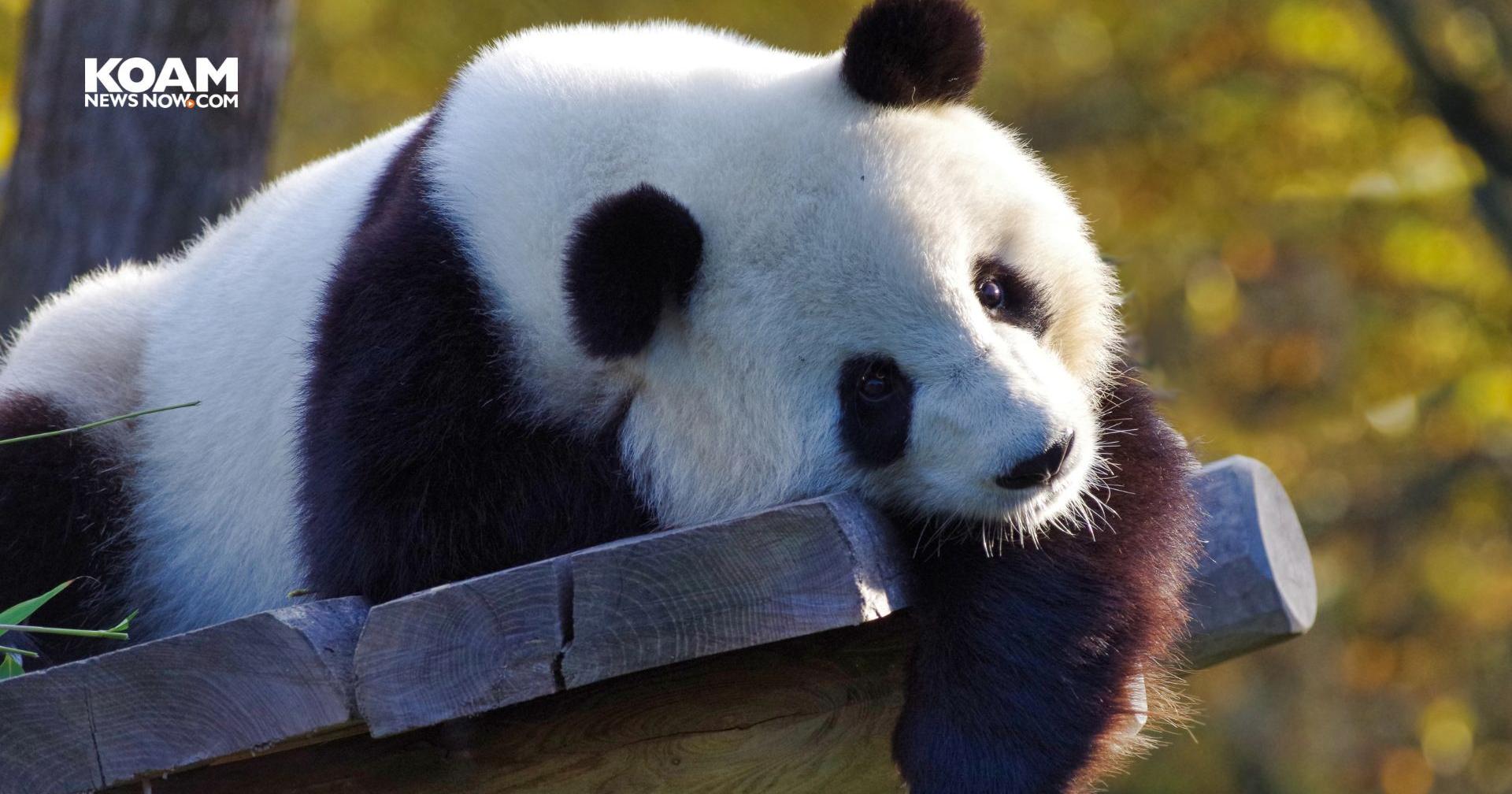 The last pandas at any US zoo are expected to leave Atlanta for China this fall - Vimarsana News
