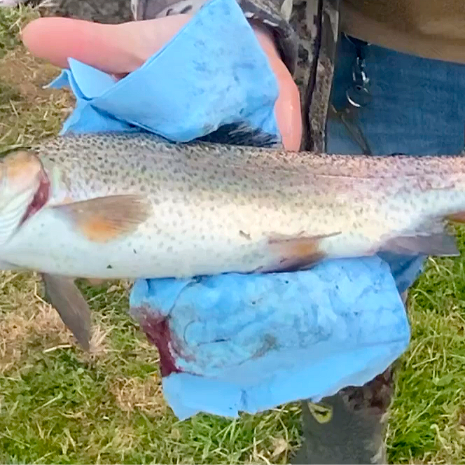 Unofficial start of Spring, Trout Season begins in Neosho at Morse Park, Joplin News First