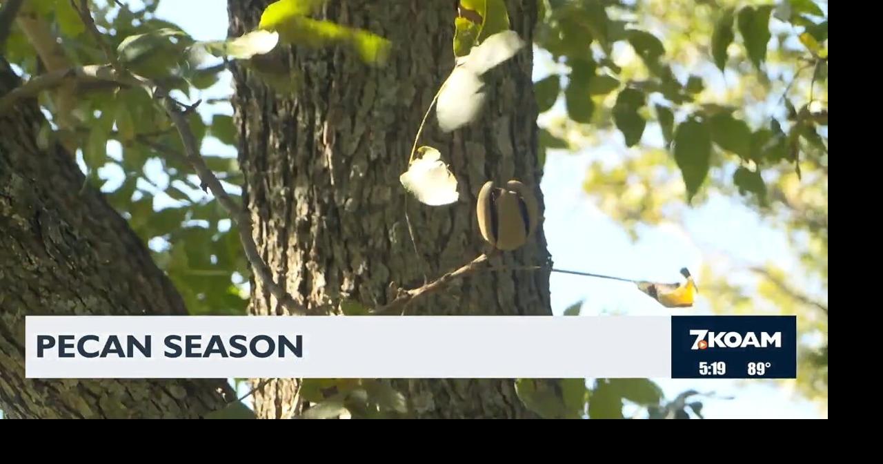 Pecan harvest in the 4 States | Video | koamnewsnow.com