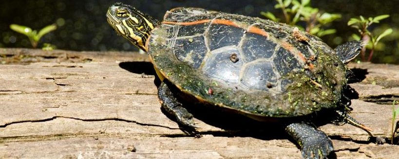 What turtles are you seeing on the road? | Local News | koamnewsnow.com