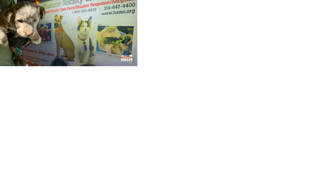 More than 50 dogs rescued from residence near Galena, Mo. - Vimarsana News