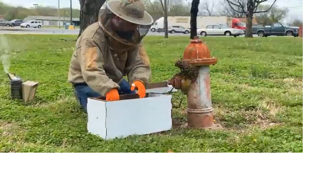 Bee swarm, relocating a Queen in Sarcoxie Joplin News First