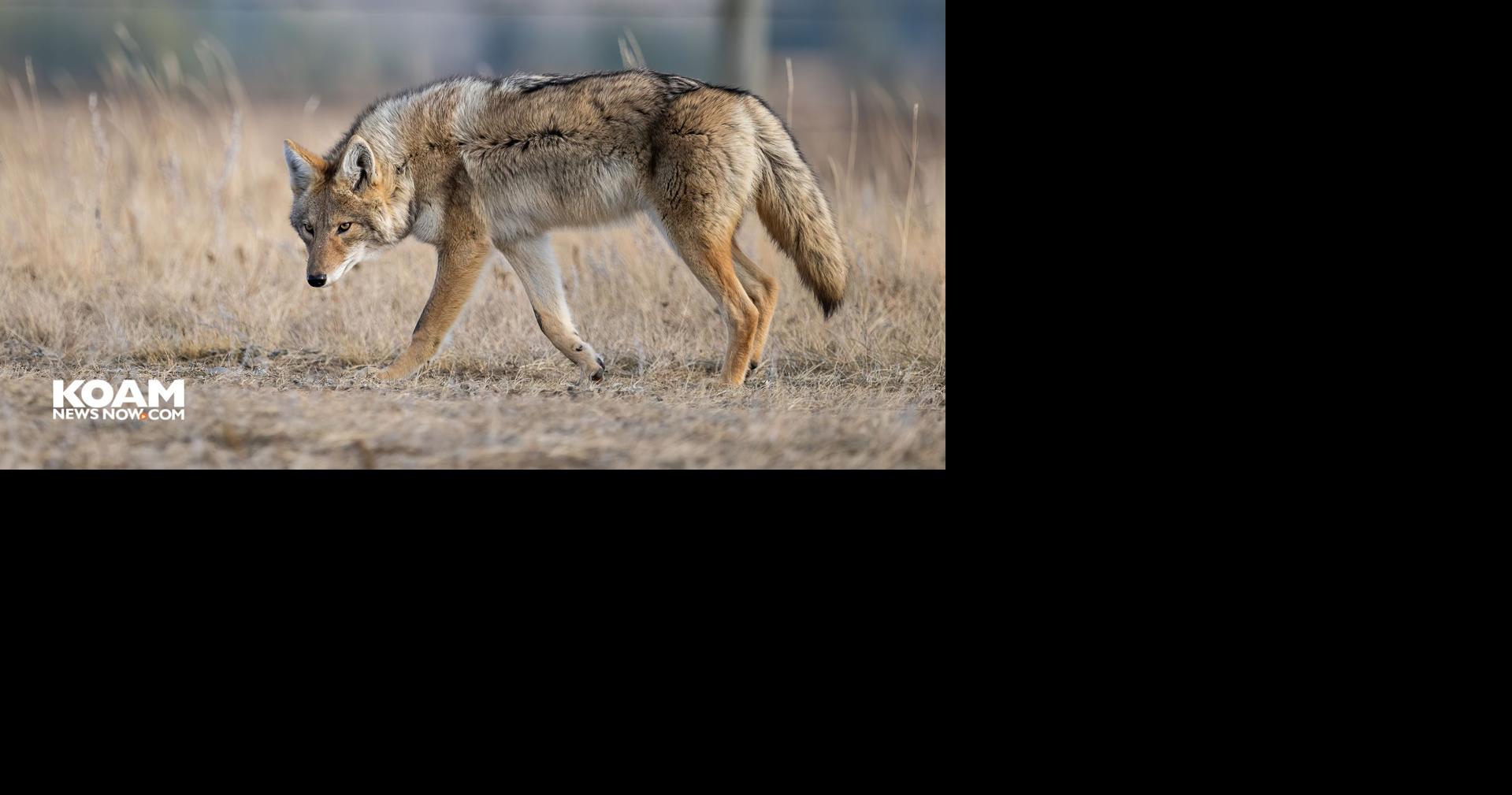 Kansas wildlife rules change Sept. 12; coyote season update