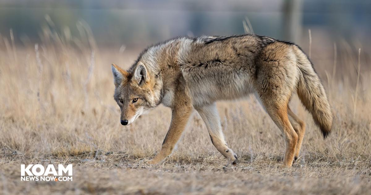 Kansas wildlife rules change Sept. 12; coyote season update