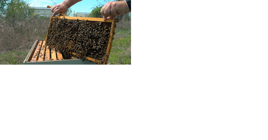 Local beekeepers discuss bee swarm season - Vimarsana News