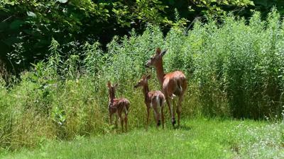 Drivers should be weary of deer as visibility gets low