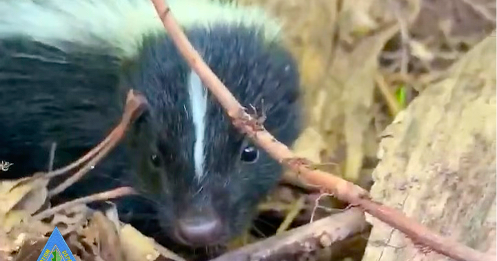 "Leave wildlife wild” avoid interfering with newborn or young animals