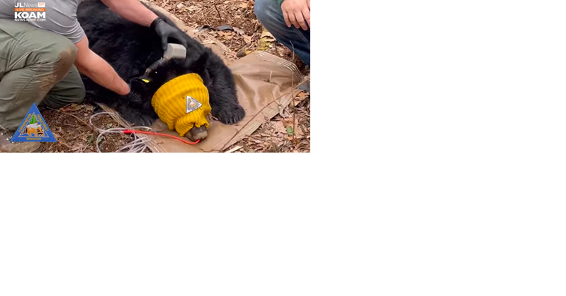 Tracking Missouri's Bear population; Lt Gov experiences Dept of Conservation's work in person | News - Vimarsana News