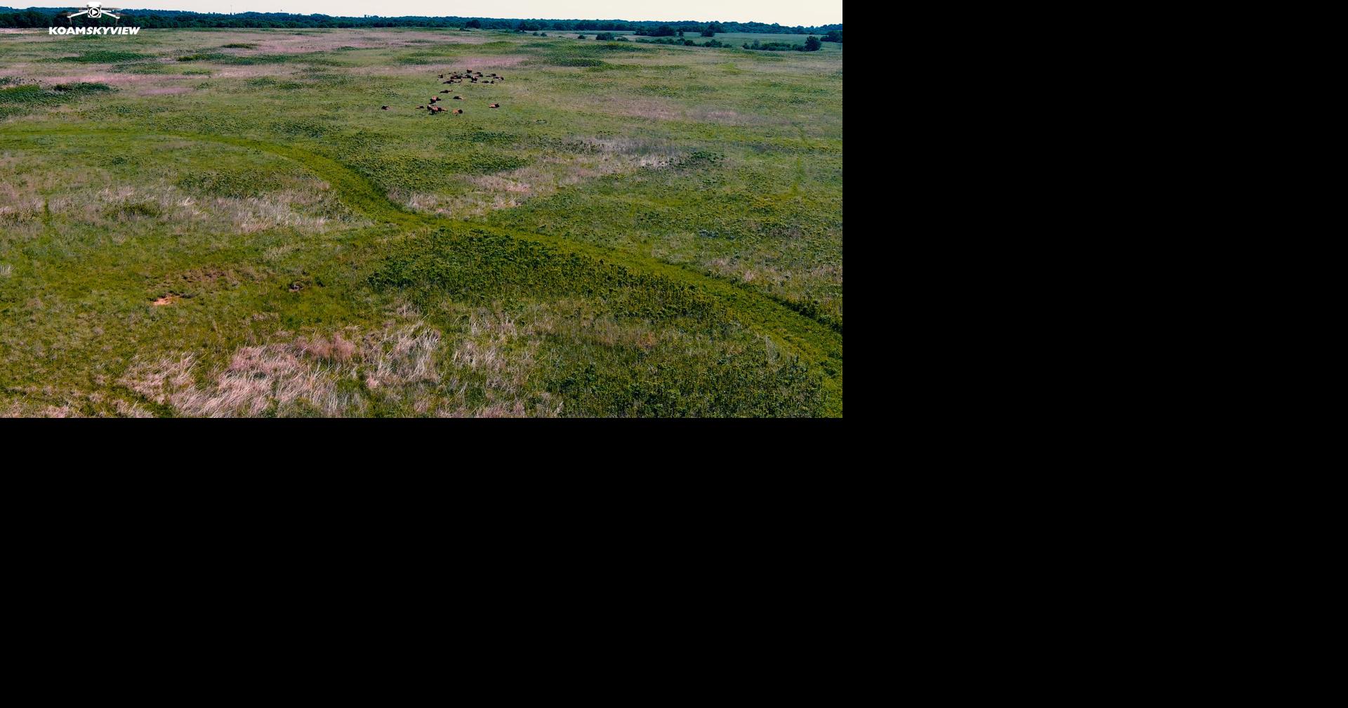 Southwest Missouri restoration projects show a slice of prairie life