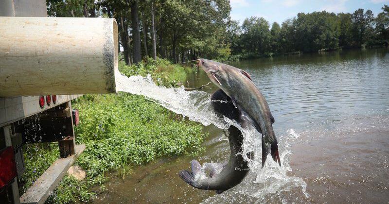 Lake Conway will close for 5 years, drained for lake rehabilitation - Vimarsana News