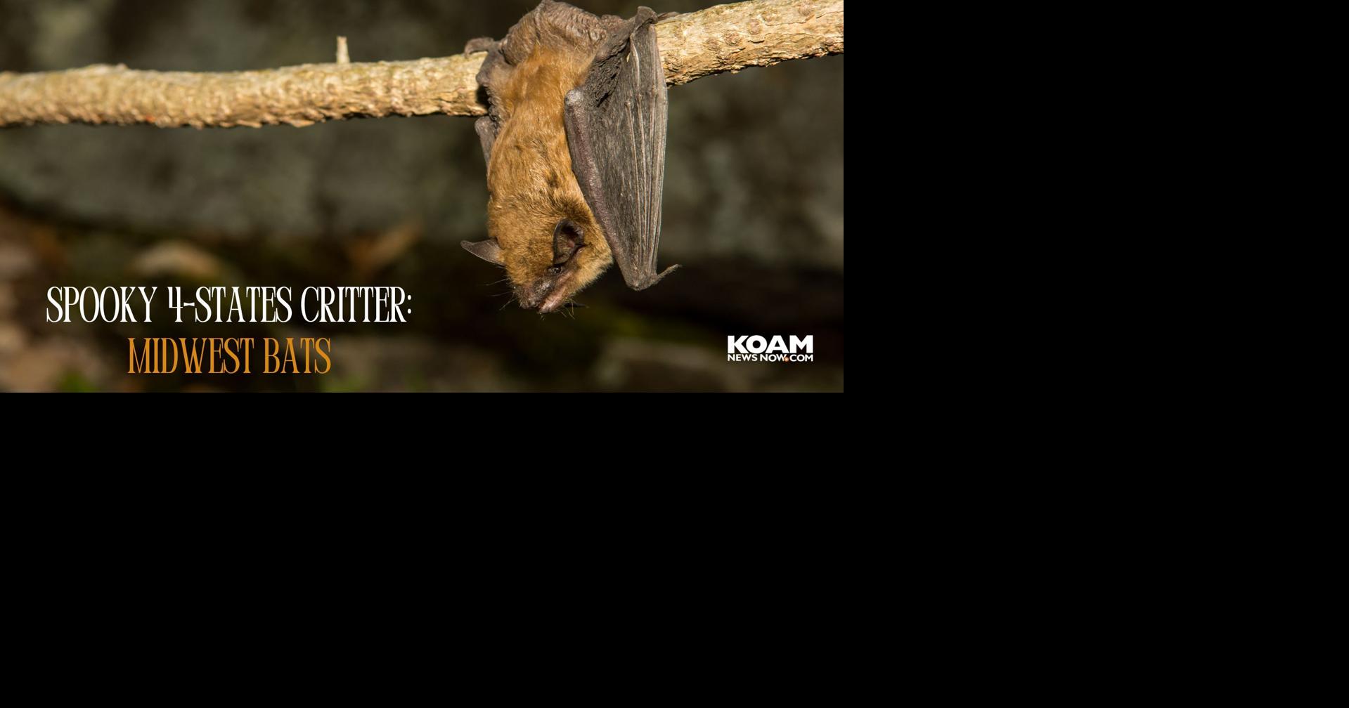 Spooky 4-States Critter Month: The Bats of the 4-States | Kansas News ...