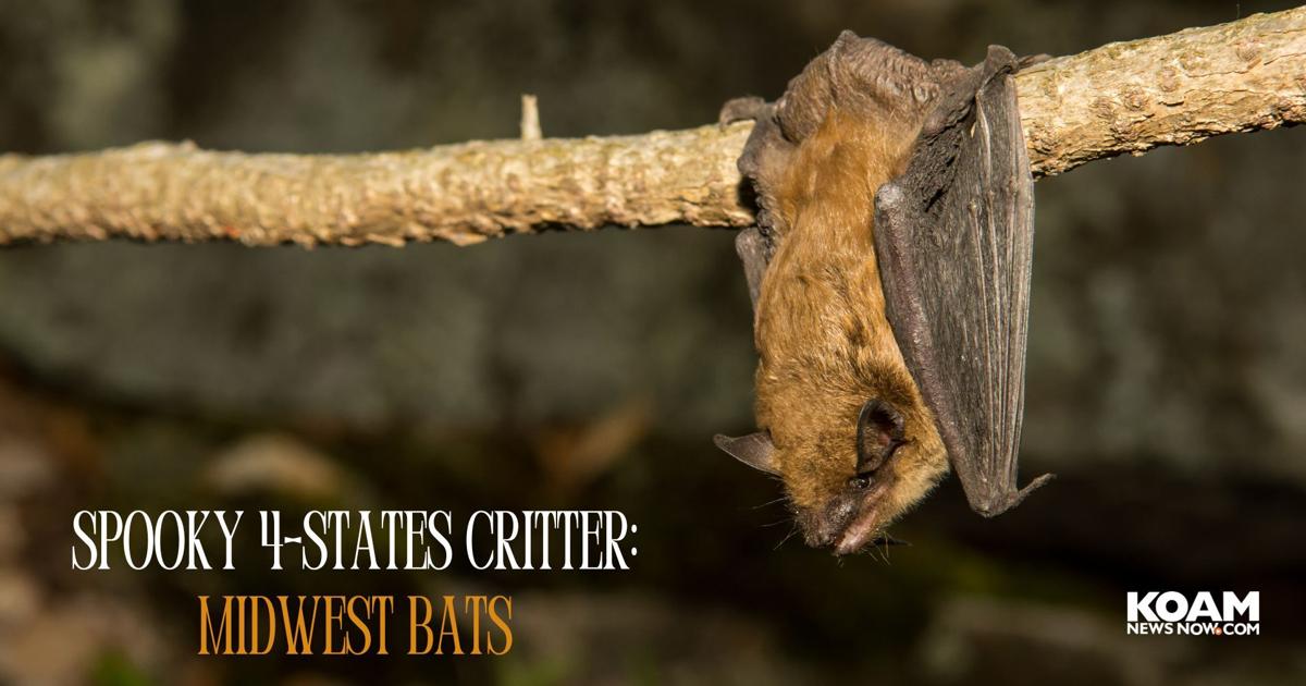 Kansas Bat Spooky 4-States Critter Month: The Bats of the 4-States | Kansas News ...