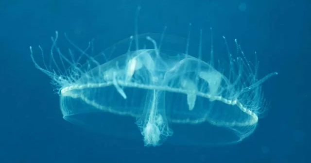 Jellyfish in Missouri Waters: Facts and safety tips