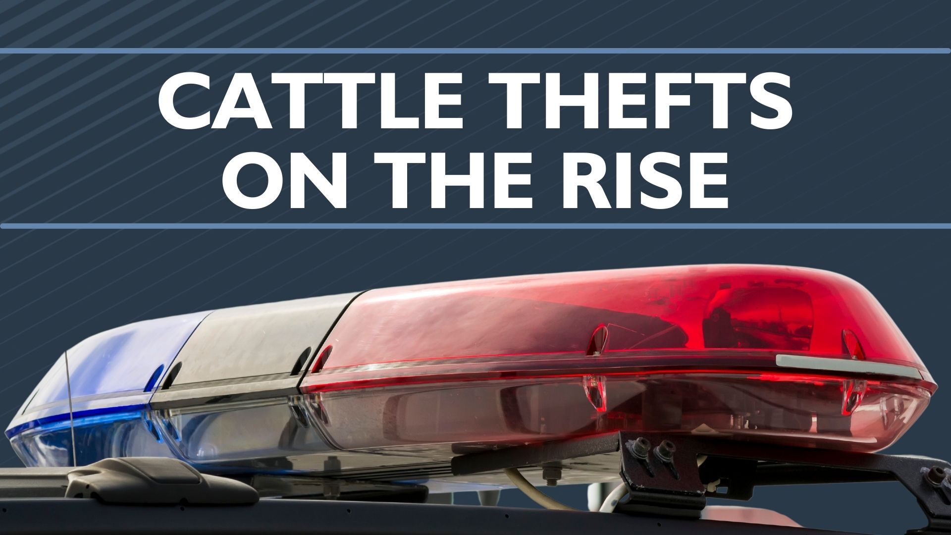 Vernon Co. Sheriff warns of rise in cattle theft incidents | Local News ...