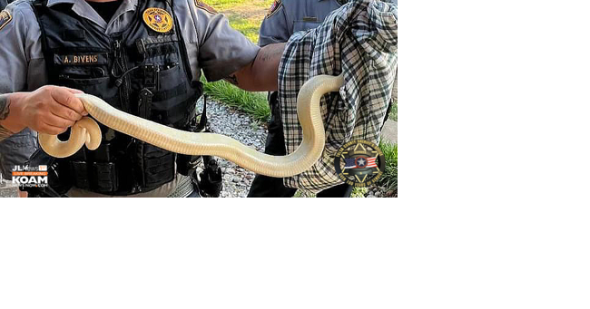 Deputies respond to 6-foot snake attempting to enter a home - Vimarsana News