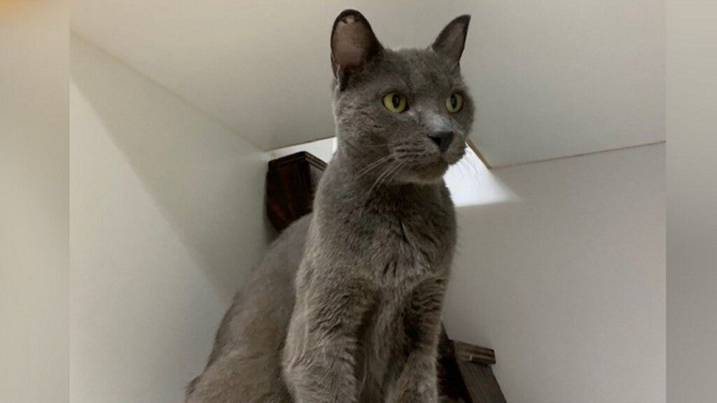 Missing cat found five years later | Lifestyle | koamnewsnow.com