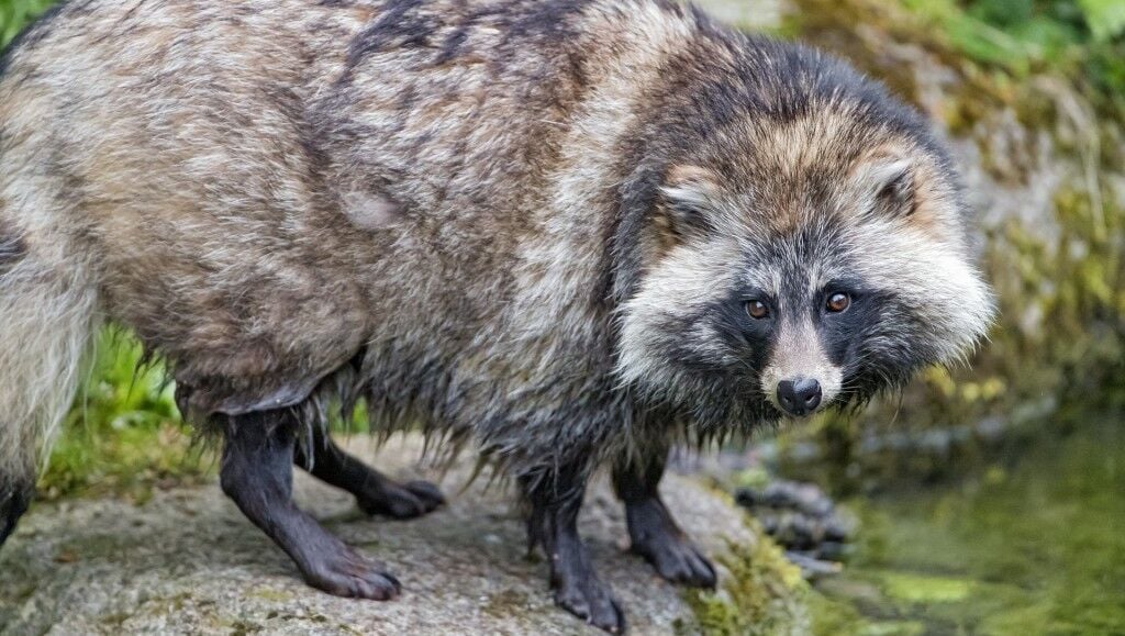 are raccoon dogs actually dogs