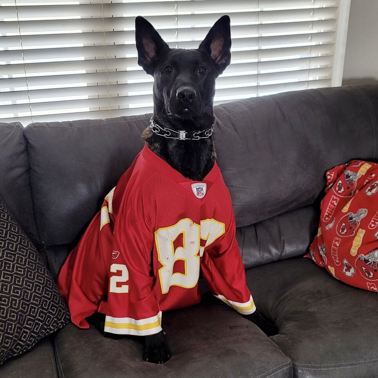 NFL Kansas City Chiefs Dog Jersey, Size: Medium. Best Football Jersey  Costume for Dogs & Cats. Licensed Jersey Shirt. Medium Kansas City Chiefs