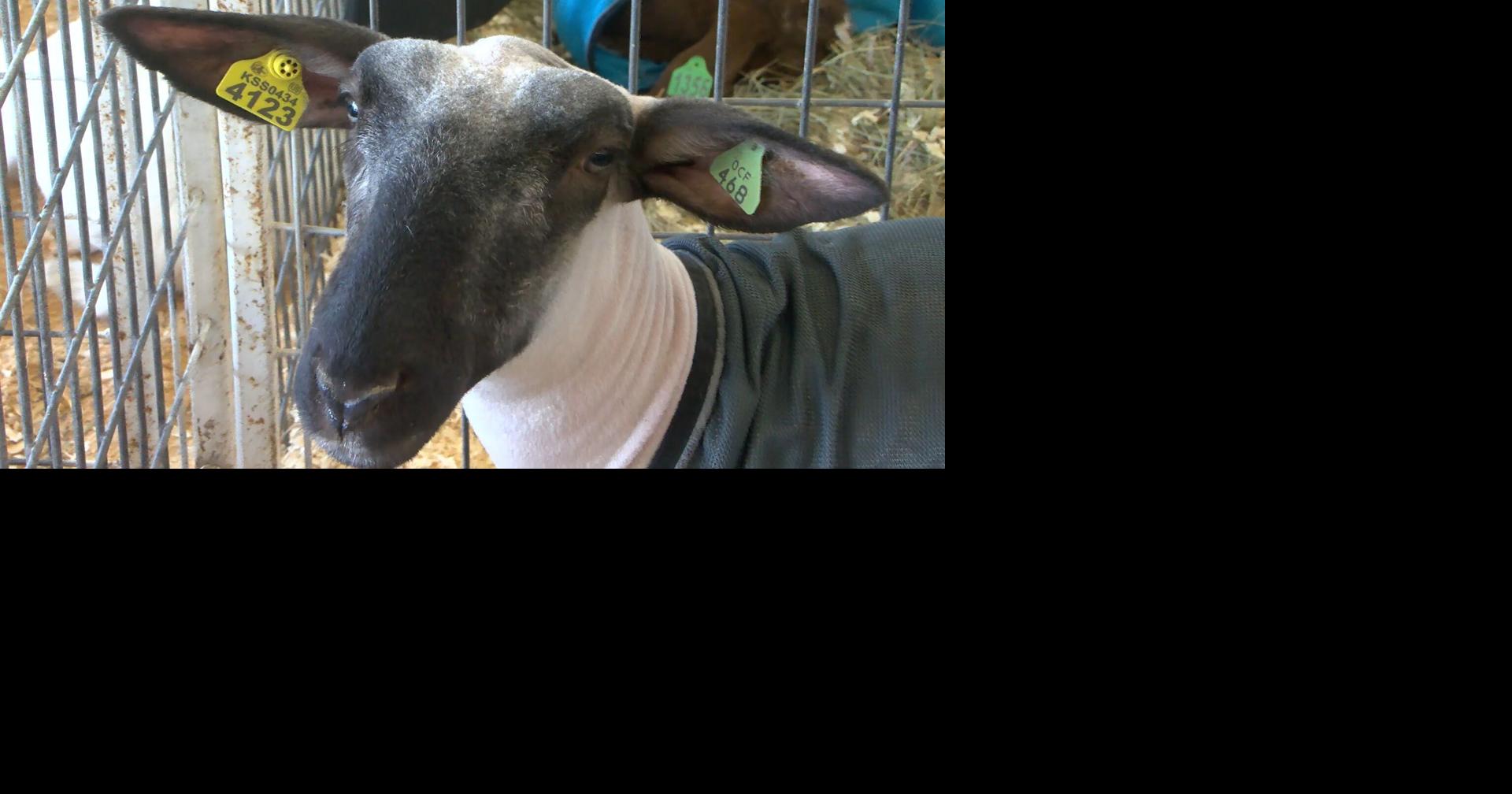 Biosecurity rules keep livestock healthy at county fairs