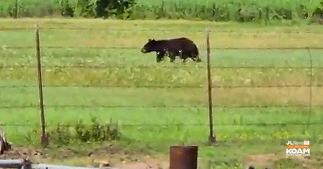 See a black bear in Missouri? Missouri Dept of Conservation ask you report it on the web - Vimarsana News