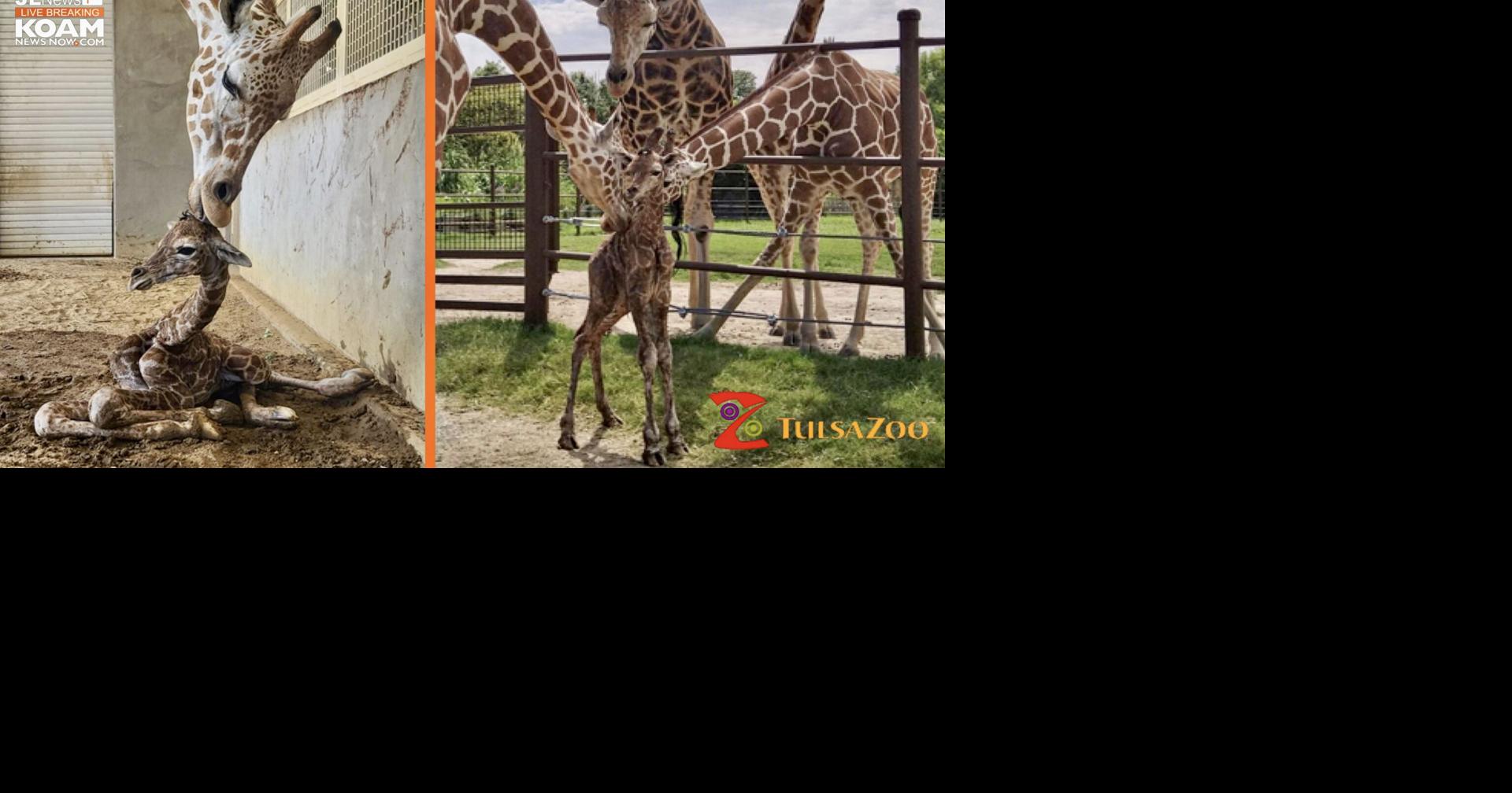 Tulsa Zoo shares baby announcement New Giraffe! Joplin News First
