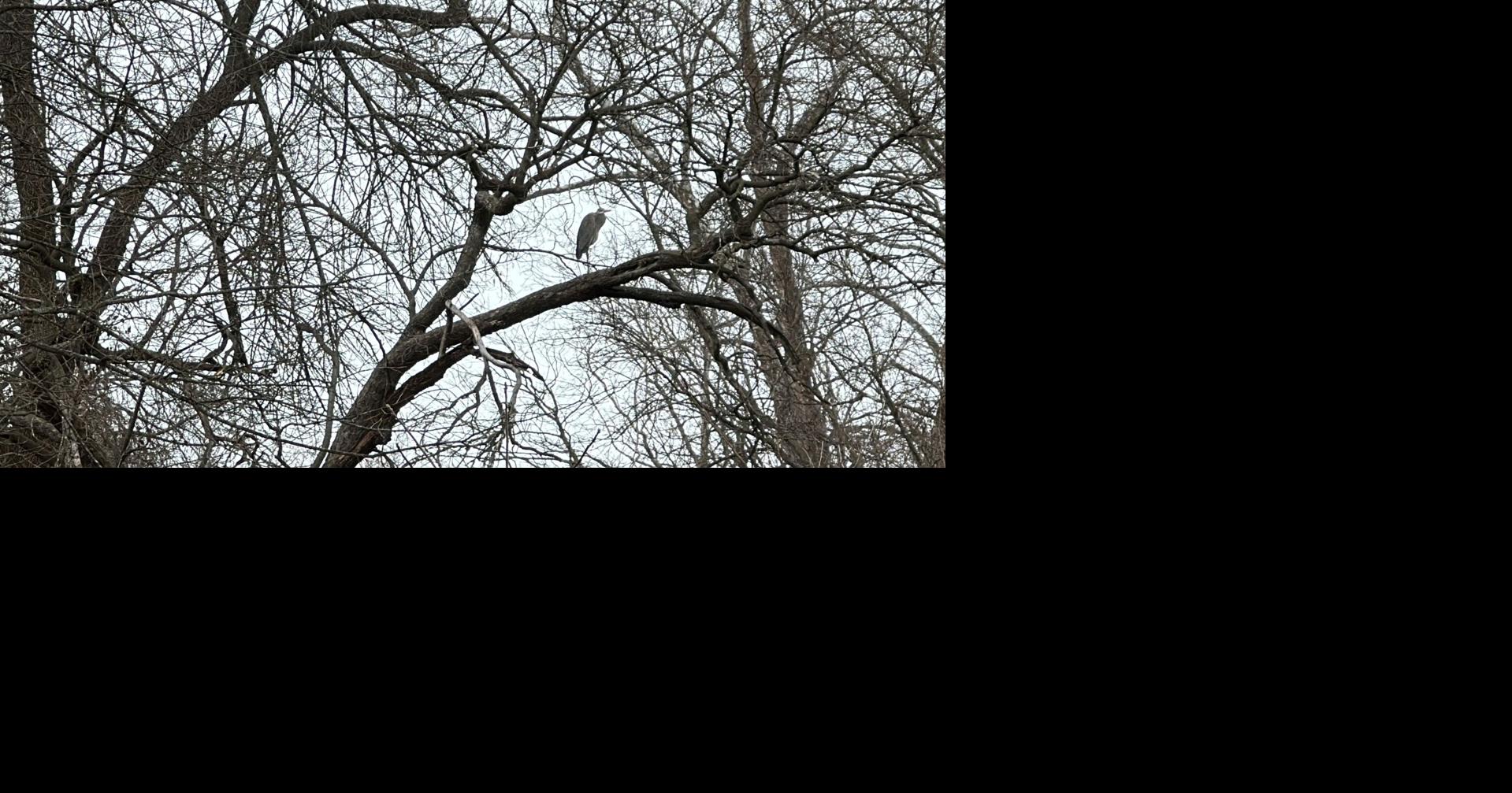 Birders, citizen scientists preparing for Great Backyard Bird Count