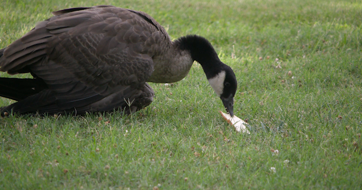 Pittsburg parks department warns against feeding waterfowl after goose falls ill from bread