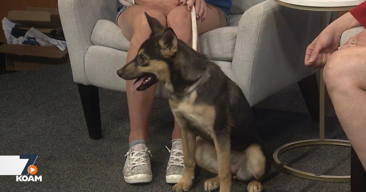 Pet Connection - Violet - Vimarsana News