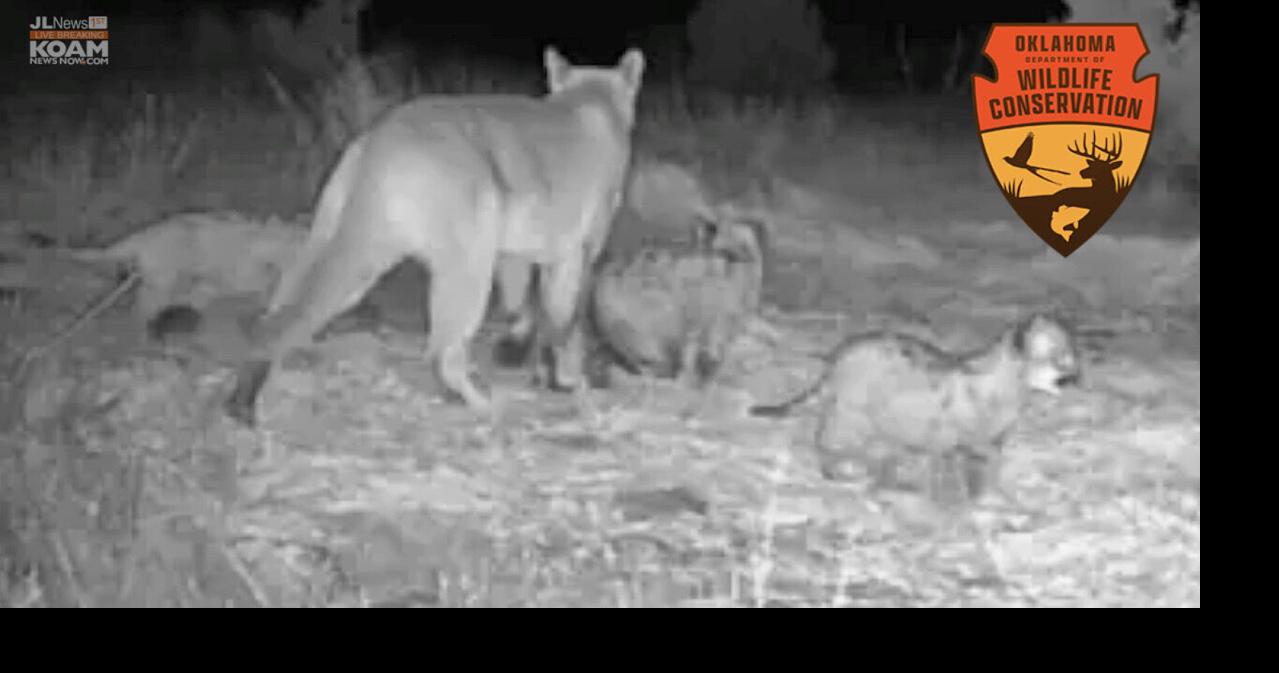 Mountain Lion kittens confirmed in Oklahoma