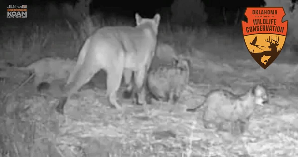 Mountain Lion kittens confirmed in Oklahoma