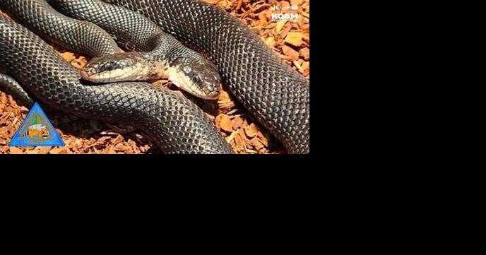 Tiger-Lily the 2-headed ratsnake celebrates a birthday, you are invited! - Vimarsana News