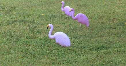 Flocking together : vimarsana.com