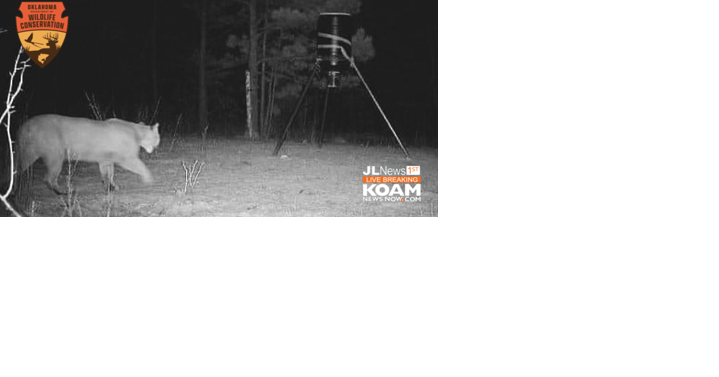 Mountain Lions spotted in Oklahoma on trail cams - Vimarsana News