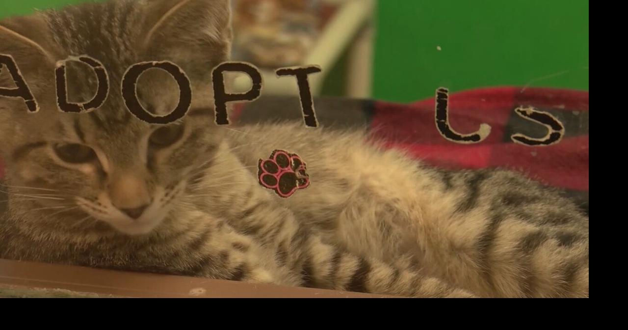 Joplin Humane Society reopens to eager families Local News